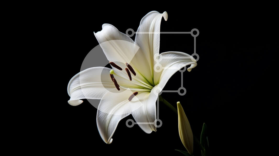 Intra Συλλεκτικό Ξύλινο Παζλ Plywood  4mm - Λευκό άνθος κρίνων σε μαύρο φόντο Σε Ξύλινο Κουτί - Διαστάσεις: 10x10 cm – 25 κομμάτια