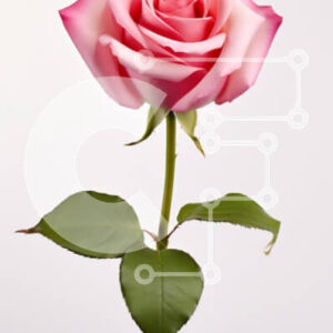 Intra Συλλεκτικό Ξύλινο Παζλ Plywood  4mm - Όμορφο ροζ τριαντάφυλλο Σε Ξύλινο Κουτί - Διαστάσεις Puzzle: 10x10 cm – 25 κομμάτια