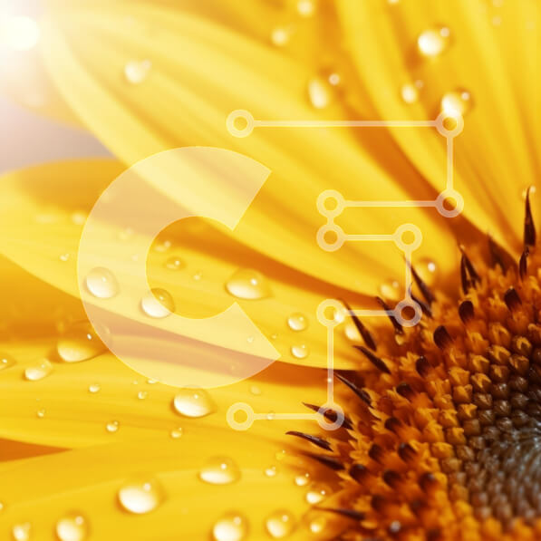 Intra Συλλεκτικό Ξύλινο Παζλ Plywood  4mm - Κοντινό πλάνο ενός ζωντανού ηλίανθου με σταγόνες δροσιάς Σε Ξύλινο Κουτί - Διαστάσεις: 10x10 cm – 25 κομμάτια