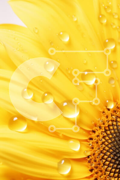 Intra Συλλεκτικό Ξύλινο Παζλ Plywood  4mm - Κοντινό πλάνο ενός κίτρινου ηλίανθου με σταγονίδια νερού Σε Ξύλινο Κουτί - Διαστάσεις Puzzle: 10x10 cm – 25 κομμάτια