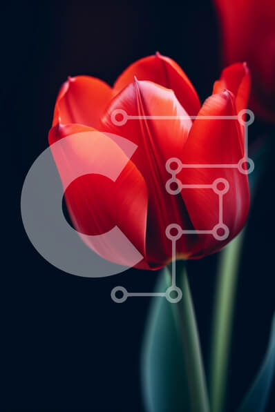 Intra Συλλεκτικό Ξύλινο Παζλ Plywood  4mm - Κομψή κόκκινη τουλίπα σε σκούρο φόντο Σε Ξύλινο Κουτί - Διαστάσεις Puzzle: 10x10 cm – 25 κομμάτια