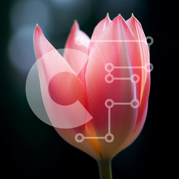 Intra Συλλεκτικό Ξύλινο Παζλ Plywood  4mm - Κοντινό πλάνο μιας ροζ τουλίπας Σε Ξύλινο Κουτί - Διαστάσεις: 10x10 cm – 25 κομμάτια