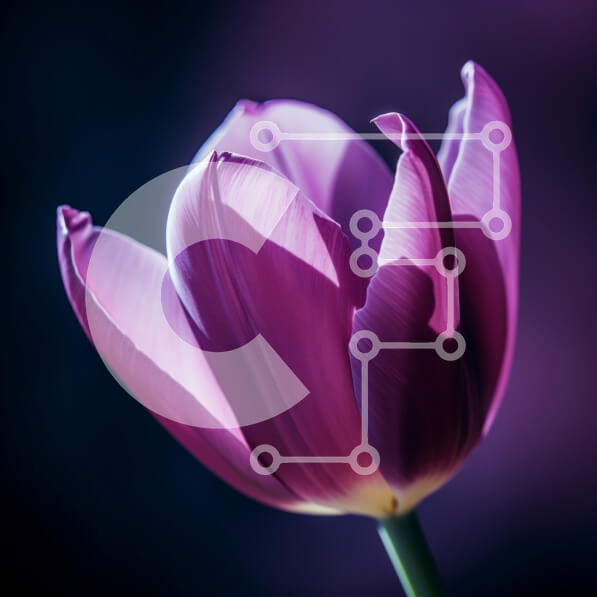 Intra Συλλεκτικό Ξύλινο Παζλ Plywood  4mm - Κομψή μωβ τουλίπα σε απαλό φως Σε Ξύλινο Κουτί - Διαστάσεις: 10x10 cm – 25 κομμάτια