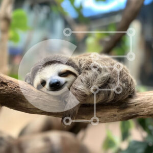 Intra Συλλεκτικό Ξύλινο Παζλ Plywood  4mm - Αναπαύεται τεμπέλης σε ένα κλαδί Σε Ξύλινο Κουτί - Διαστάσεις: 10x10 cm – 25 κομμάτια