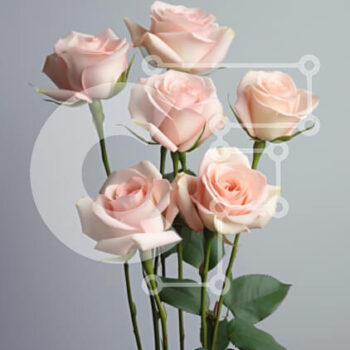 Intra Συλλεκτικό Ξύλινο Παζλ Plywood  4mm - Μπουκέτο με απαλά ροζ τριαντάφυλλα Σε Ξύλινο Κουτί - Διαστάσεις Puzzle: 10x10 cm – 25 κομμάτια - Image 1