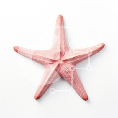 Intra Συλλεκτικό Ξύλινο Παζλ Plywood  4mm - Ροζ αστερίας σε άσπρο φόντο Σε Ξύλινο Κουτί - Διαστάσεις: 10x10 cm – 25 κομμάτια - Image 1