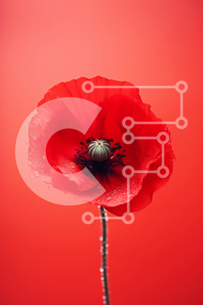 Intra Συλλεκτικό Ξύλινο Παζλ Plywood  4mm - Ζωντανό κόκκινο λουλούδι παπαρούνας σε κόκκινο φόντο Σε Ξύλινο Κουτί - Διαστάσεις Puzzle: 10x10 cm – 25 κομμάτια