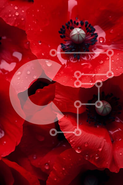 Intra Συλλεκτικό Ξύλινο Παζλ Plywood  4mm - Κοντινό πλάνο κόκκινων λουλουδιών παπαρούνας με σταγονίδια νερού Σε Ξύλινο Κουτί - Διαστάσεις Puzzle: 10x10 cm – 25 κομμάτια