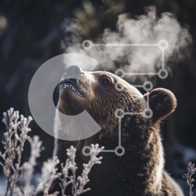 Intra Συλλεκτικό Ξύλινο Παζλ Plywood  4mm - Μεγαλοπρεπής αρκούδα σε ένα χειμερινό τοπίο Σε Ξύλινο Κουτί - Διαστάσεις: 10x10 cm – 25 κομμάτια - Image 1