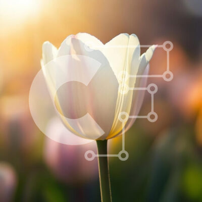 Intra Συλλεκτικό Ξύλινο Παζλ Plywood  4mm - Λευκή τουλίπα στην άνθιση Σε Ξύλινο Κουτί - Διαστάσεις: 10x10 cm – 25 κομμάτια - Image 1