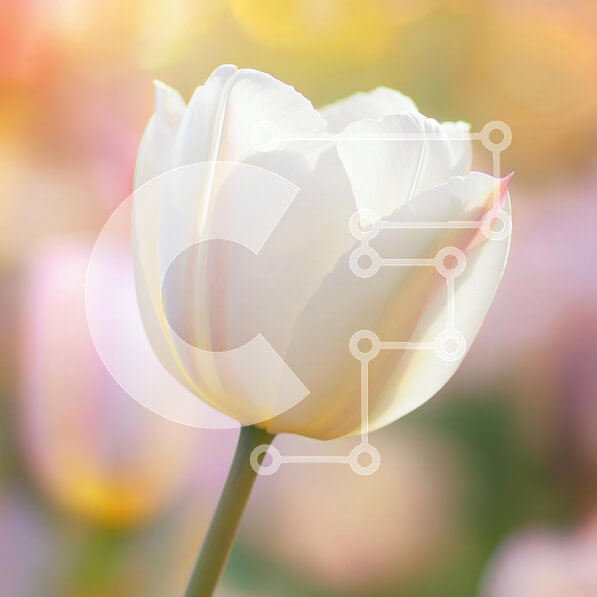 2rtpTc6ODrl7nRbYXzKR05Wou4P-desktop