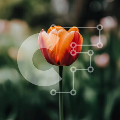 Intra Συλλεκτικό Ξύλινο Παζλ Plywood  4mm - Ζωντανή τουλίπα που ανθίζει Σε Ξύλινο Κουτί - Διαστάσεις: 10x10 cm – 25 κομμάτια - Image 1