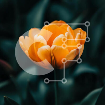 Intra Συλλεκτικό Ξύλινο Παζλ Plywood  4mm - Ζωντανή πορτοκαλί τουλίπα στην άνθιση Σε Ξύλινο Κουτί - Διαστάσεις: 10x10 cm – 25 κομμάτια - Image 1