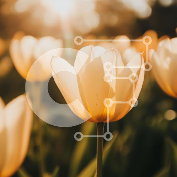 Intra Συλλεκτικό Ξύλινο Παζλ Plywood  4mm - Κοντινό πλάνο μιας λευκής τουλίπας στο φως του ήλιου Σε Ξύλινο Κουτί - Διαστάσεις: 10x10 cm – 25 κομμάτια