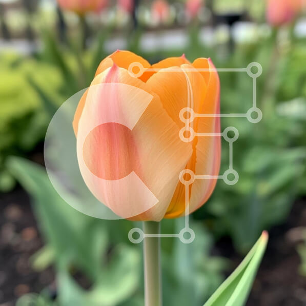 Intra Συλλεκτικό Ξύλινο Παζλ Plywood  4mm - Κοντινό πλάνο μιας δονούμενης τουλίπας την άνοιξη Σε Ξύλινο Κουτί - Διαστάσεις: 10x10 cm – 25 κομμάτια