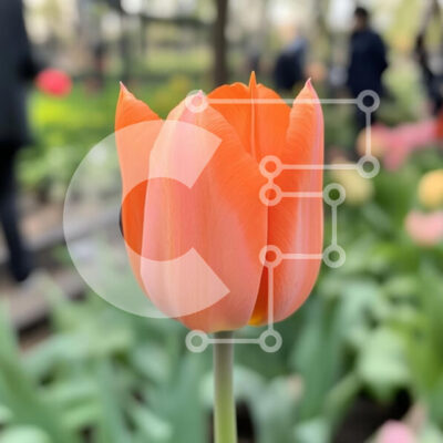 Intra Συλλεκτικό Ξύλινο Παζλ Plywood  4mm - Δονούμενη πορτοκαλί τουλίπα στον κήπο Spring Σε Ξύλινο Κουτί - Διαστάσεις: 10x10 cm – 25 κομμάτια - Image 1