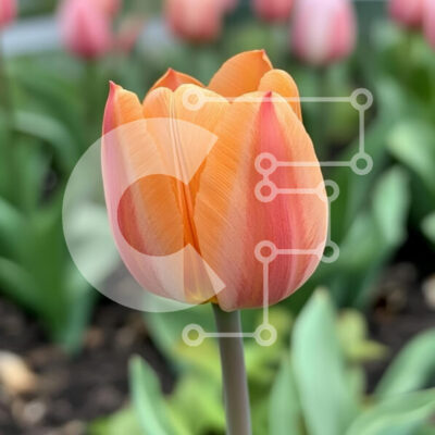 Intra Συλλεκτικό Ξύλινο Παζλ Plywood  4mm - Ανθισμένη τουλίπα στον κήπο της άνοιξης Σε Ξύλινο Κουτί - Διαστάσεις: 10x10 cm – 25 κομμάτια - Image 1