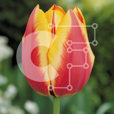 Intra Συλλεκτικό Ξύλινο Παζλ Plywood  4mm - Ζωντανή κόκκινη και κίτρινη τουλίπα σε άνθιση Σε Ξύλινο Κουτί - Διαστάσεις: 10x10 cm – 25 κομμάτια - Image 1