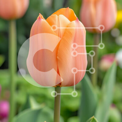 Intra Συλλεκτικό Ξύλινο Παζλ Plywood  4mm - Τουλίπα σε χρώμα ροδακινί σε άνθιση Σε Ξύλινο Κουτί - Διαστάσεις: 10x10 cm – 25 κομμάτια - Image 1