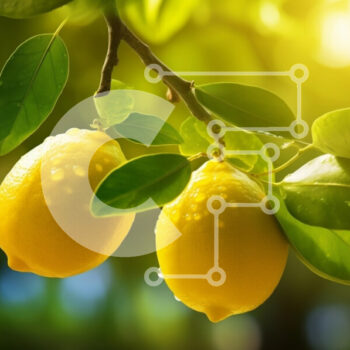 Intra Συλλεκτικό Ξύλινο Παζλ Plywood  4mm - Φρέσκα λεμόνια σε ένα κλαδί δέντρου στο φως του ήλιου Σε Ξύλινο Κουτί - Διαστάσεις: 10x10 cm – 25 κομμάτια - Image 1