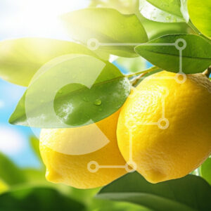 Intra Συλλεκτικό Ξύλινο Παζλ Plywood  4mm - Φρέσκα λεμόνια σε ένα δέντρο Σε Ξύλινο Κουτί - Διαστάσεις: 10x10 cm – 25 κομμάτια