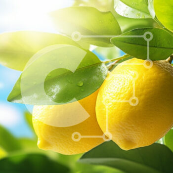 Intra Συλλεκτικό Ξύλινο Παζλ Plywood  4mm - Φρέσκα λεμόνια σε ένα δέντρο Σε Ξύλινο Κουτί - Διαστάσεις: 10x10 cm – 25 κομμάτια - Image 1