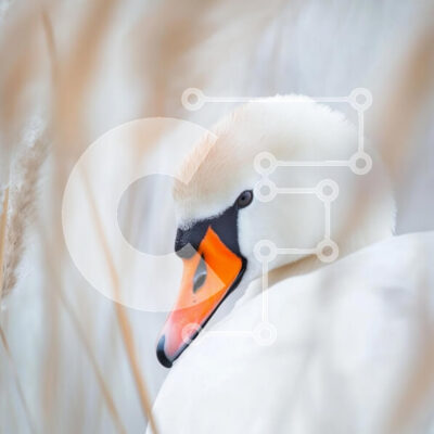 Intra Συλλεκτικό Ξύλινο Παζλ Plywood  4mm - Κοντινό πλάνο ενός όμορφου κύκνου Σε Ξύλινο Κουτί - Διαστάσεις: 10x10 cm – 25 κομμάτια - Image 1