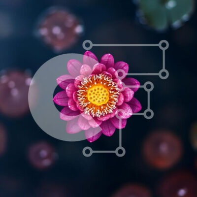 Intra Συλλεκτικό Ξύλινο Παζλ Plywood  4mm - Ζωντανό ροζ νούφαρο στη σκοτεινή λίμνη Σε Ξύλινο Κουτί - Διαστάσεις: 10x10 cm – 25 κομμάτια - Image 1