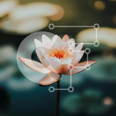 Intra Συλλεκτικό Ξύλινο Παζλ Plywood  4mm - Ανθισμένο ροζ λουλούδι λωτού Σε Ξύλινο Κουτί - Διαστάσεις: 10x10 cm – 25 κομμάτια - Image 1