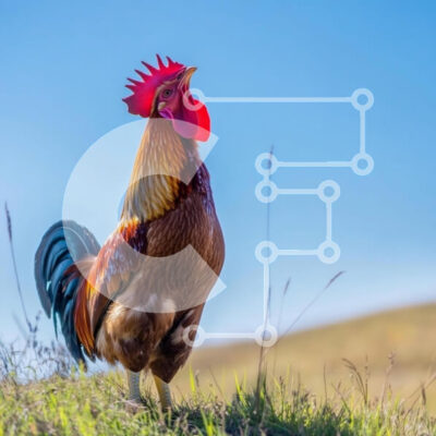 Intra Συλλεκτικό Ξύλινο Παζλ Plywood 4mm - Περήφανος κόκορας σε έναν λόφο με χορτάρι Σε Ξύλινο Κουτί - Διαστάσεις: 10x10 cm – 25 κομμάτια - Image 1