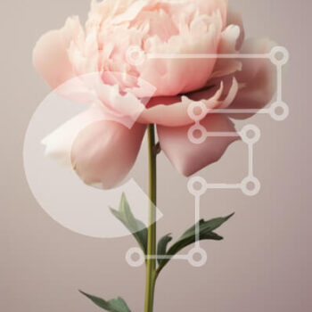 Intra Συλλεκτικό Ξύλινο Παζλ Plywood  4mm - Όμορφο ροζ λουλούδι παιώνιας Σε Ξύλινο Κουτί - Διαστάσεις Puzzle: 10x10 cm – 25 κομμάτια - Image 1