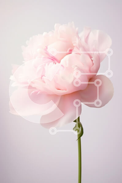 Intra Συλλεκτικό Ξύλινο Παζλ Plywood  4mm - Κομψό ροζ λουλούδι παιώνιας Σε Ξύλινο Κουτί - Διαστάσεις Puzzle: 10x10 cm – 25 κομμάτια