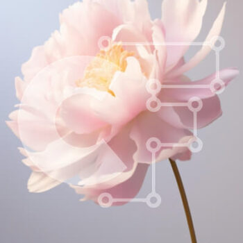 Intra Συλλεκτικό Ξύλινο Παζλ Plywood  4mm - Όμορφο ροζ λουλούδι παιώνιας Σε Ξύλινο Κουτί - Διαστάσεις Puzzle: 10x10 cm – 25 κομμάτια - Image 1