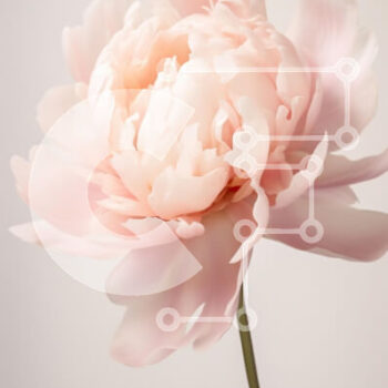 Intra Συλλεκτικό Ξύλινο Παζλ Plywood  4mm - Όμορφο λουλούδι παιώνιας Σε Ξύλινο Κουτί - Διαστάσεις Puzzle: 10x10 cm – 25 κομμάτια - Image 1