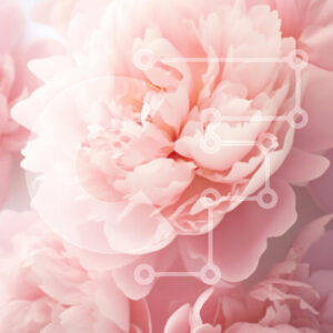 Intra Συλλεκτικό Ξύλινο Παζλ Plywood  4mm - Σύνθεση Soft Pink Peonies Σε Ξύλινο Κουτί - Διαστάσεις Puzzle: 10x10 cm – 25 κομμάτια