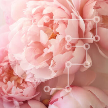 Intra Συλλεκτικό Ξύλινο Παζλ Plywood  4mm - Ροζ παιώνιες σε άνθιση Σε Ξύλινο Κουτί - Διαστάσεις Puzzle: 10x10 cm – 25 κομμάτια - Image 1