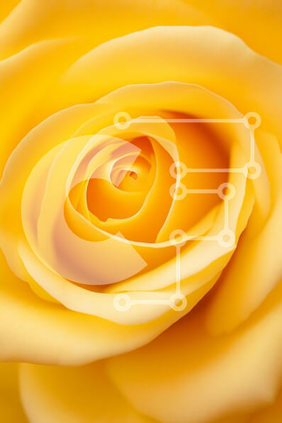 Intra Συλλεκτικό Ξύλινο Παζλ Plywood  4mm - Κοντινό πλάνο ενός κίτρινου τριαντάφυλλου Σε Ξύλινο Κουτί - Διαστάσεις Puzzle: 10x10 cm – 25 κομμάτια