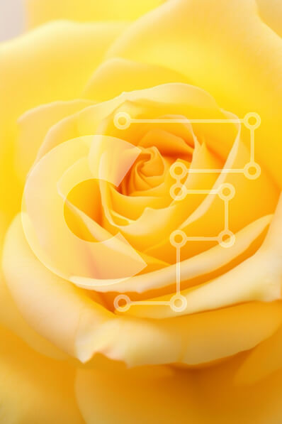 Intra Συλλεκτικό Ξύλινο Παζλ Plywood  4mm - Κοντινό πλάνο ενός κίτρινου τριαντάφυλλου Σε Ξύλινο Κουτί - Διαστάσεις Puzzle: 10x10 cm – 25 κομμάτια