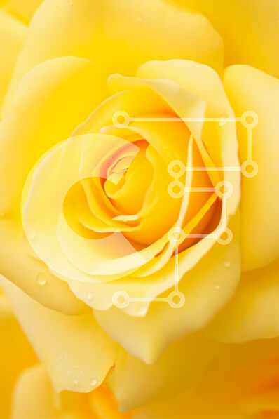 Intra Συλλεκτικό Ξύλινο Παζλ Plywood  4mm - Κοντινό πλάνο ενός κίτρινου τριαντάφυλλου Σε Ξύλινο Κουτί - Διαστάσεις Puzzle: 10x10 cm – 25 κομμάτια