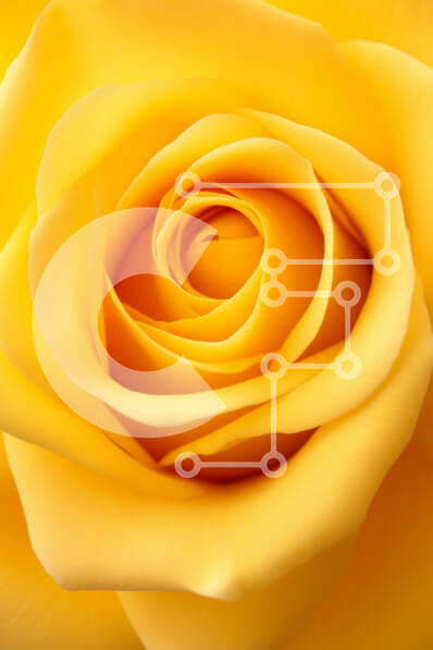 Intra Συλλεκτικό Ξύλινο Παζλ Plywood  4mm - Κοντινό πλάνο ενός κίτρινου τριαντάφυλλου Σε Ξύλινο Κουτί - Διαστάσεις Puzzle: 10x10 cm – 25 κομμάτια