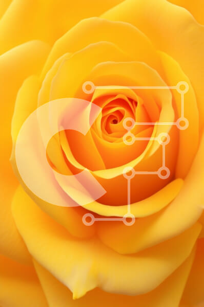 Intra Συλλεκτικό Ξύλινο Παζλ Plywood  4mm - Κοντινό πλάνο ενός κίτρινου τριαντάφυλλου Σε Ξύλινο Κουτί - Διαστάσεις Puzzle: 10x10 cm – 25 κομμάτια