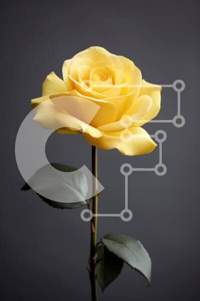 Intra Συλλεκτικό Ξύλινο Παζλ Plywood  4mm - Κίτρινο τριαντάφυλλο σε γκρι φόντο Σε Ξύλινο Κουτί - Διαστάσεις Puzzle: 10x10 cm – 25 κομμάτια