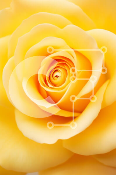 Intra Συλλεκτικό Ξύλινο Παζλ Plywood  4mm - Κοντινό πλάνο ενός κίτρινου τριαντάφυλλου Σε Ξύλινο Κουτί - Διαστάσεις Puzzle: 10x10 cm – 25 κομμάτια