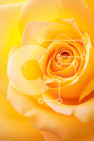 Intra Συλλεκτικό Ξύλινο Παζλ Plywood  4mm - Κοντινό πλάνο ενός κίτρινου τριαντάφυλλου Σε Ξύλινο Κουτί - Διαστάσεις Puzzle: 10x10 cm – 25 κομμάτια