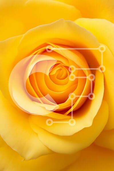 Intra Συλλεκτικό Ξύλινο Παζλ Plywood  4mm - Κοντινό πλάνο ενός κίτρινου τριαντάφυλλου Σε Ξύλινο Κουτί - Διαστάσεις Puzzle: 10x10 cm – 25 κομμάτια