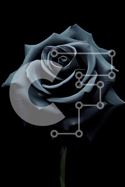 Intra Συλλεκτικό Ξύλινο Παζλ Plywood  4mm - Μαύρο τριαντάφυλλο σε μαύρο φόντο Σε Ξύλινο Κουτί - Διαστάσεις Puzzle: 10x10 cm – 25 κομμάτια