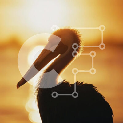 Intra Συλλεκτικό Ξύλινο Παζλ Plywood  4mm - Σιλουέτα ενός πελεκάνου στο ηλιοβασίλεμα Σε Ξύλινο Κουτί - Διαστάσεις: 10x10 cm – 25 κομμάτια - Image 1