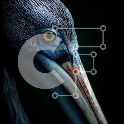 Intra Συλλεκτικό Ξύλινο Παζλ Plywood  4mm - Κοντινό πλάνο ενός πελεκάνου Σε Ξύλινο Κουτί - Διαστάσεις: 10x10 cm – 25 κομμάτια - Image 1