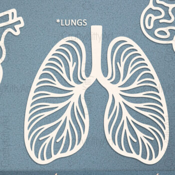 Intra απο ξύλο plywood 3mm-4mm πάχος Ανατομική καρδιάς, εγκεφάλου, πνευμόνων Δίασταση 7x7 cm INTRAFABR-121898337 - Image 2