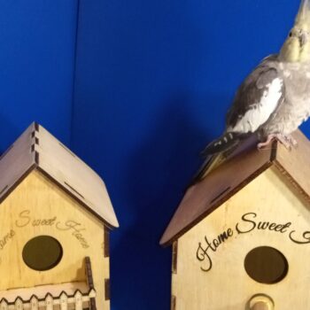 Intra απο ξύλο plywood 3mm-4mm πάχος Bird Box X 3 Τύποι σπιτιών Δίασταση 30x20 cm INTRAFABR-56029457 - Image 16